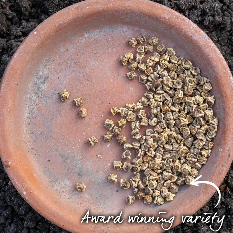 Beetroot Seeds 'Boltardy'