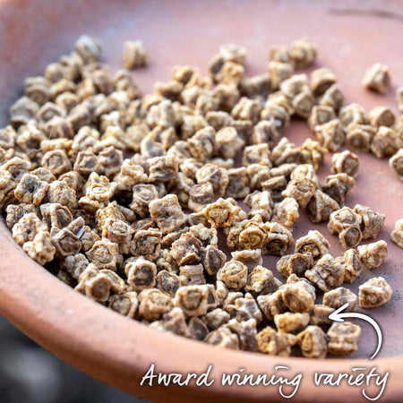 Beetroot Seeds 'Pablo'