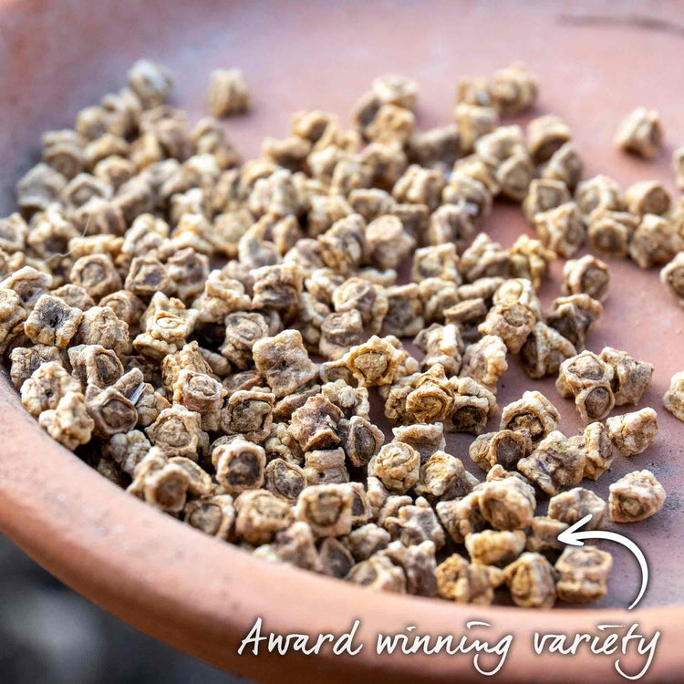 Beetroot Seeds 'Pablo'