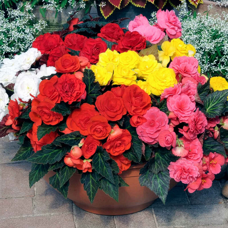 Begonia Plant 'Nonstop Mocha F1 Mixed'