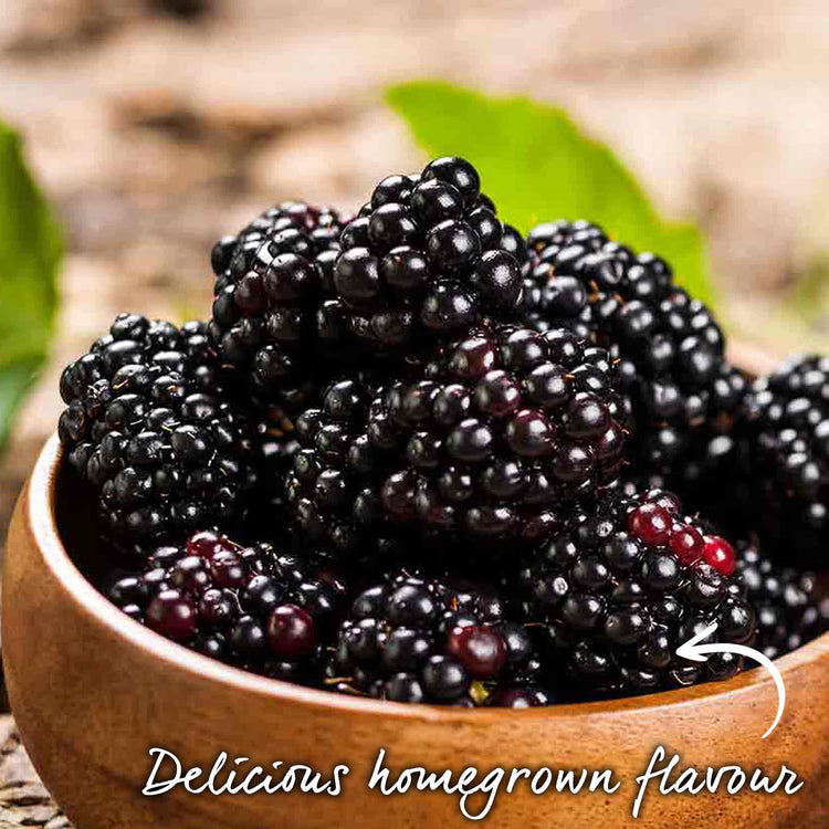 Blackberry Plant 'Black Satin'