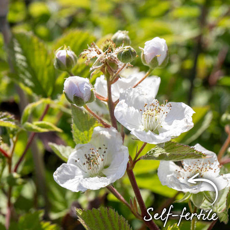 Blackberry Plant 'Black Satin'