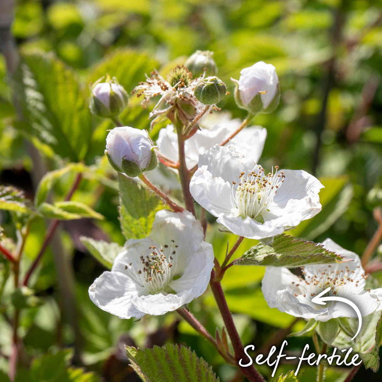 Blackberry Plant 'Black Satin'