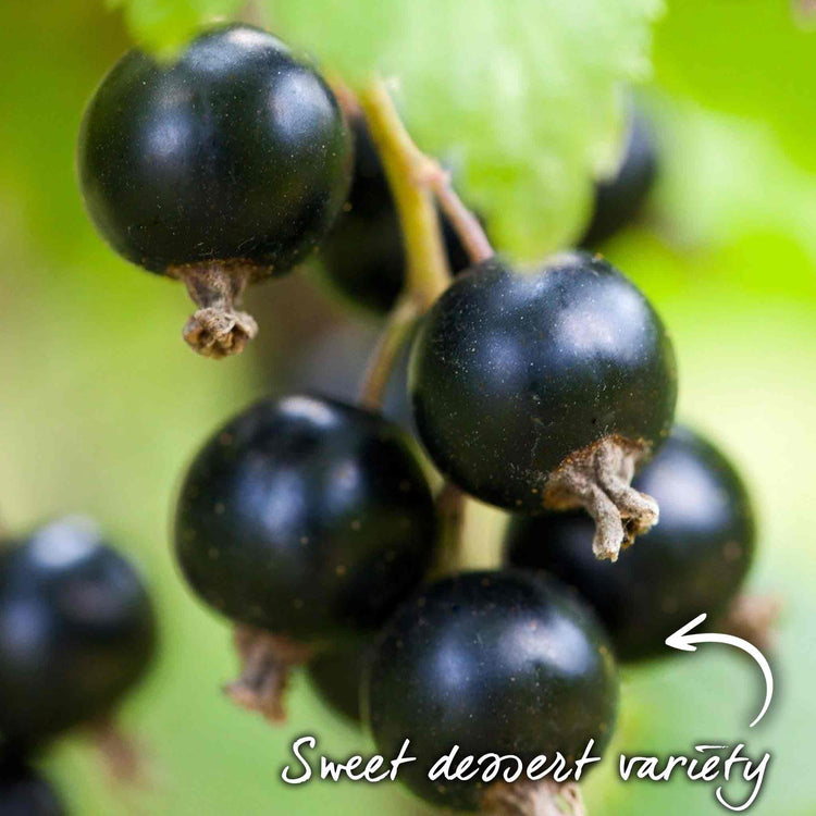 Blackcurrant Plant 'Ebony'