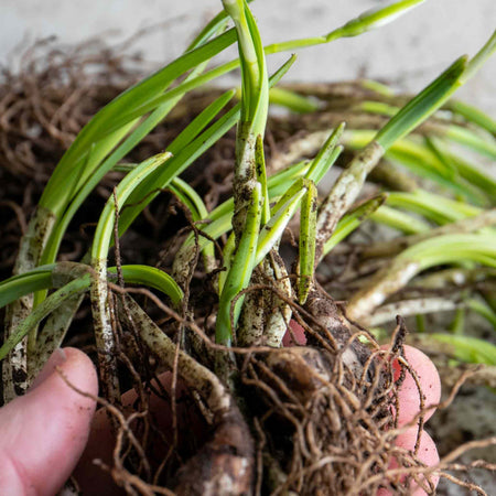 British Native Bluebells Bulbs in the Green