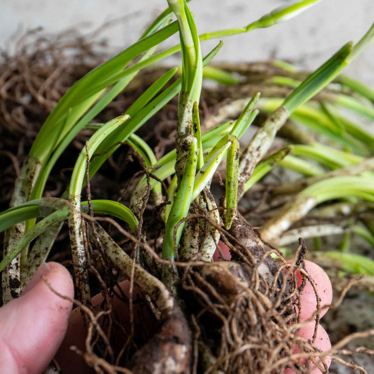 British Native Bluebells Bulbs in the Green