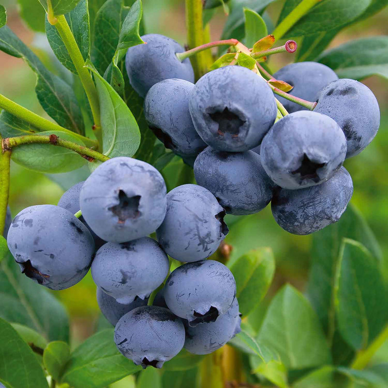 Blueberry Plants