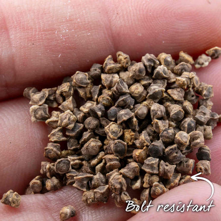 Beetroot Seeds 'Monika'