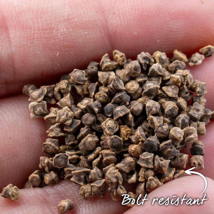 Beetroot Seeds 'Monika'