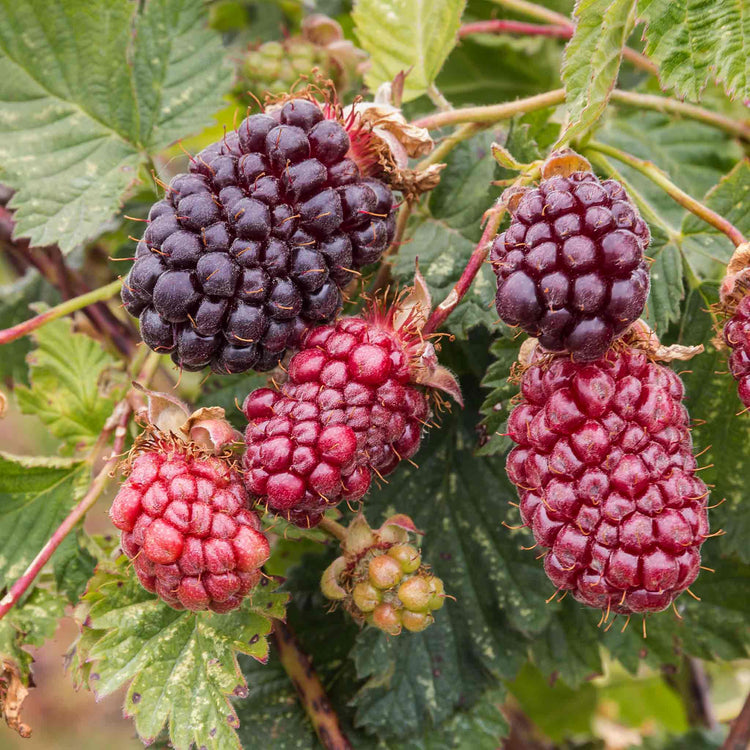 Boysenberry Plant