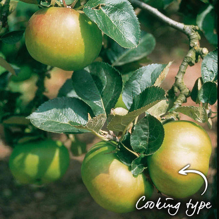 Apple Tree 'Bramley'