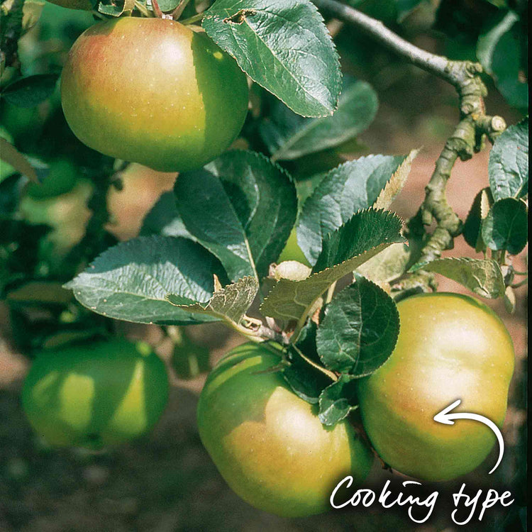 Apple Tree 'Bramley'