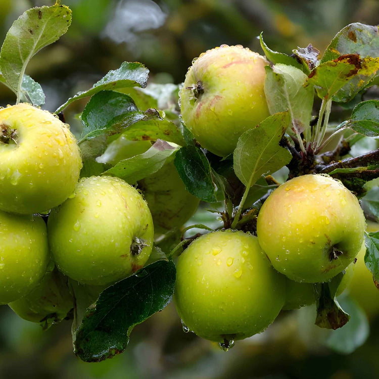 Apple Duo 'Braeburn' & 'Bramley'