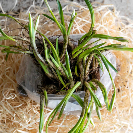 British Native Bluebells Bulbs in the Green