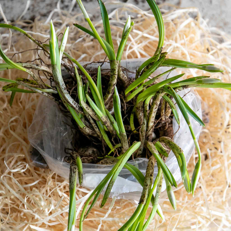 British Native Bluebells Bulbs in the Green