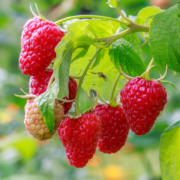 Raspberry Plant 'Glen Dee'