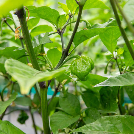 Chilli Plant 'Carolina Reaper'