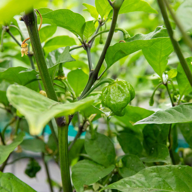 Chilli Plant 'Carolina Reaper'