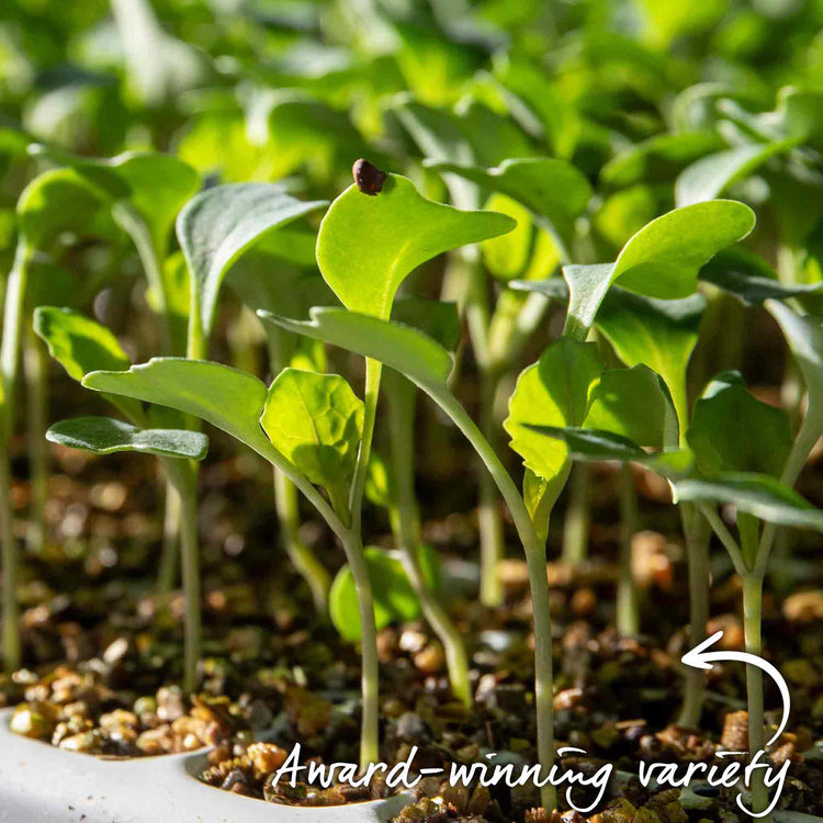 Cauliflower Seeds 'Clapton' F1