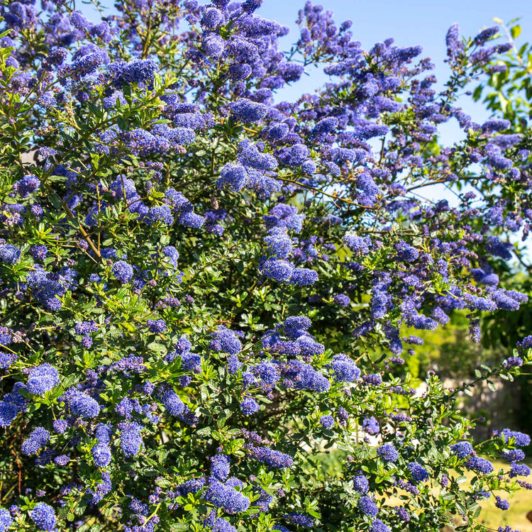Ceanothus 'Victoria'