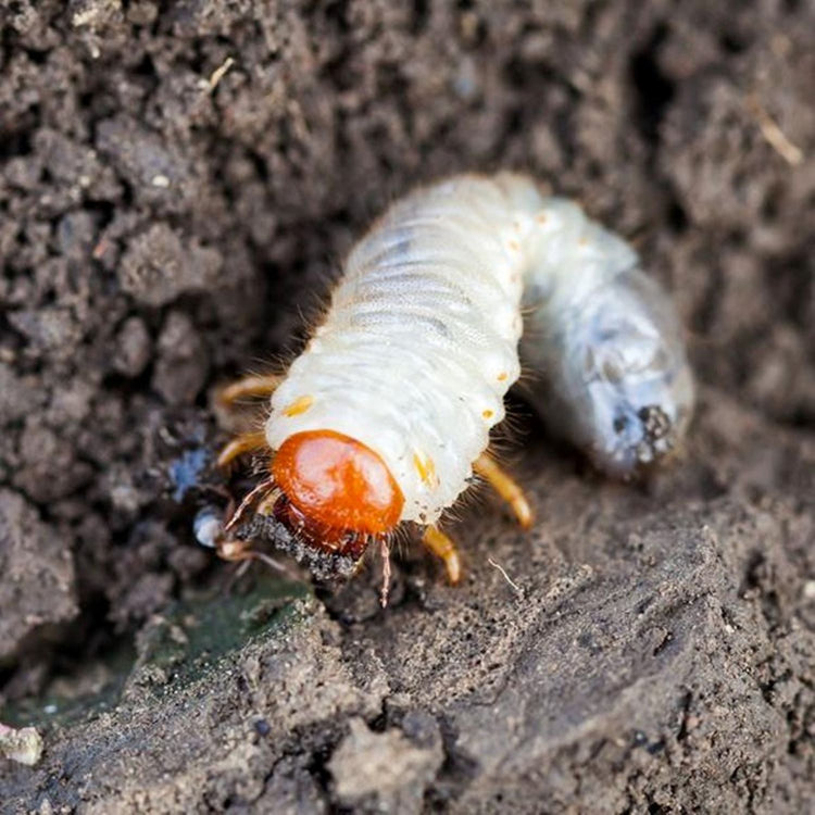 DragonFli Chafer Grub Killer Nematodes 100sqm