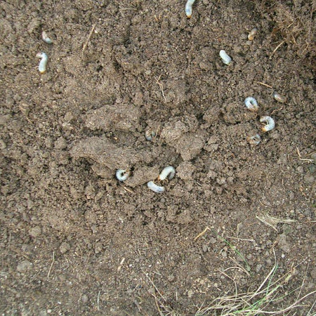 DragonFli Chafer Grub Killer Nematodes 100sqm