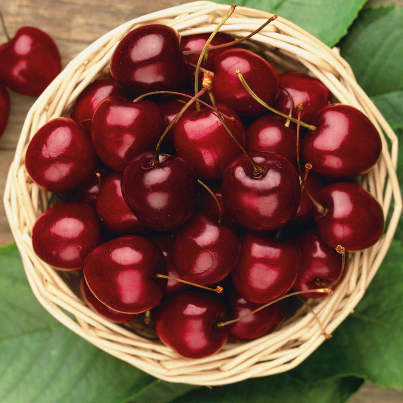 Cherry 'Stella'