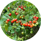 Tomatoes