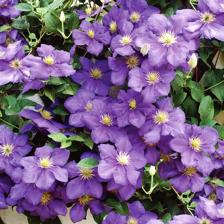 Clematis Plant 'General Sikorski'