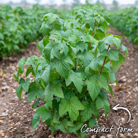 Blackcurrant Plant 'Ben Sarek'