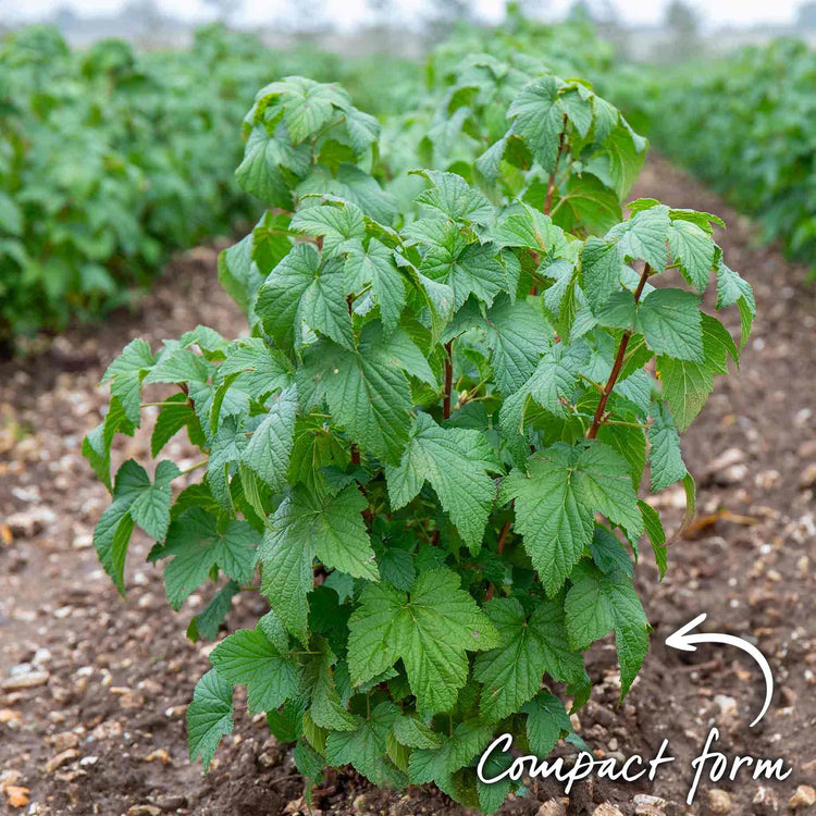 Blackcurrant Plant 'Ben Sarek'
