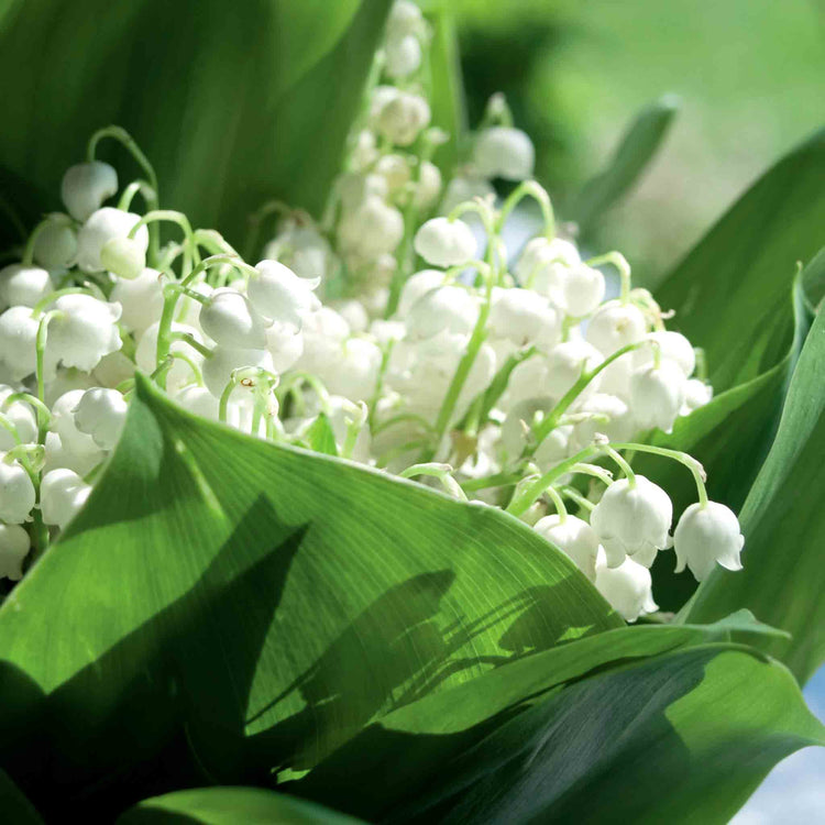 Convallaria Plant 'Majalis'