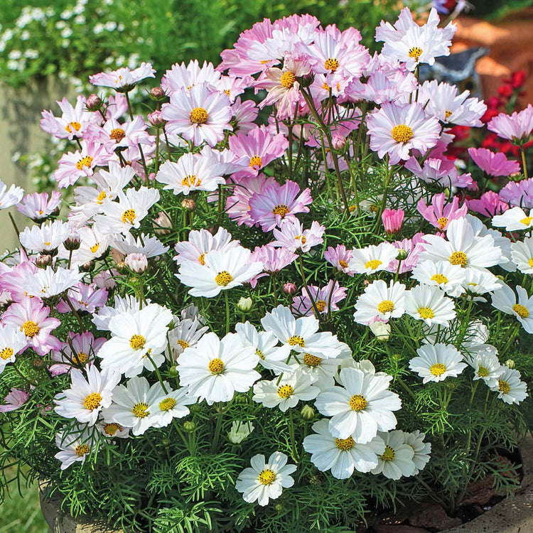 Cosmos Plant 'Apollo Lovesong'