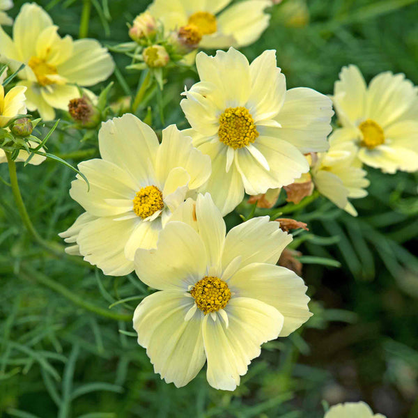 Cosmos Plant 'Xanthos Lemon Sherbet'