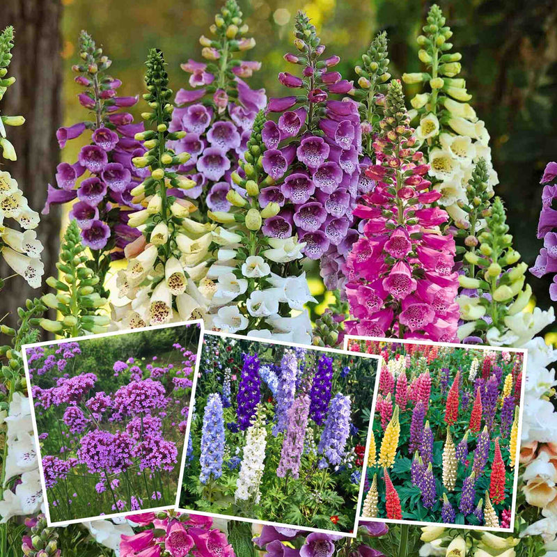 Marshalls 'Cottage Garden Favourites' Collection
