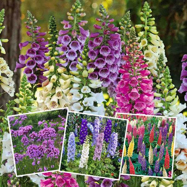 Marshalls 'Cottage Garden Favourites' Collection