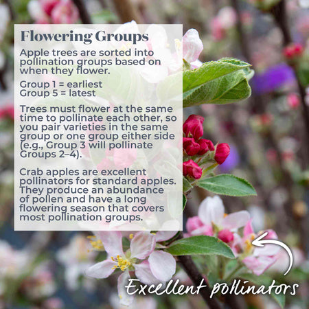 Crab Apple Tree 'Golden Hornet'