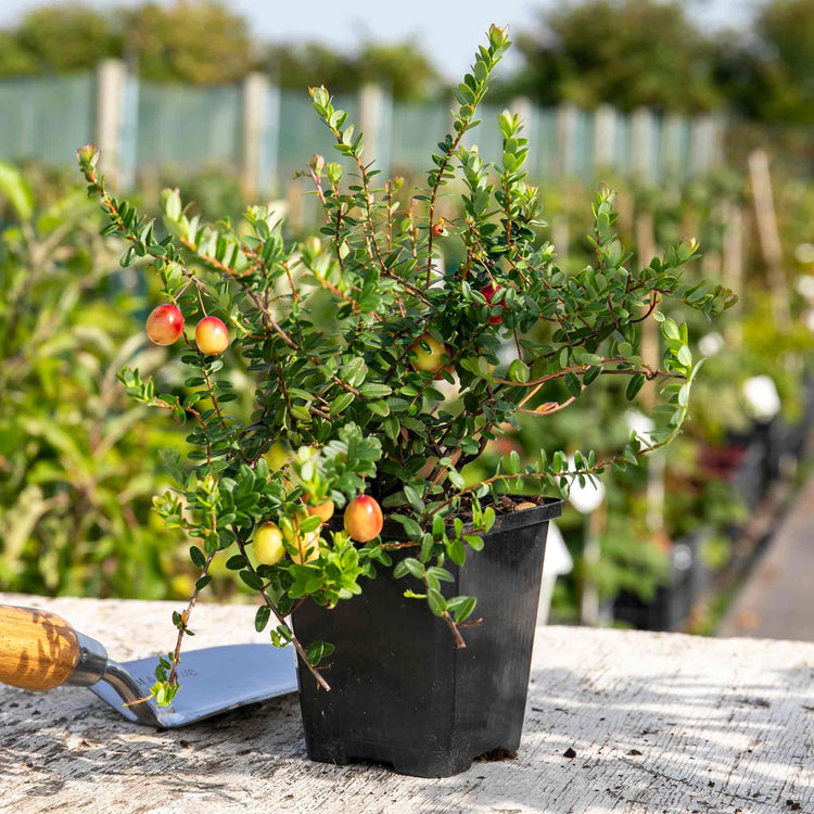 Cranberry Pilgrim - 3x 9cm Potted Plants