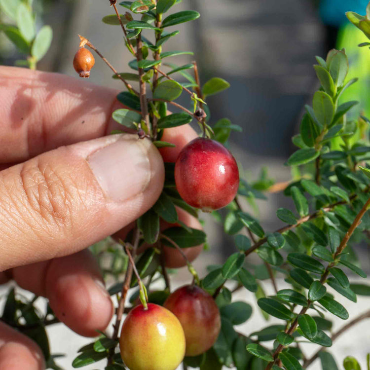 Cranberry Pilgrim - 3x 9cm Potted Plants