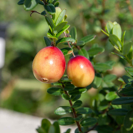 Cranberry Pilgrim - 3x 9cm Potted Plants