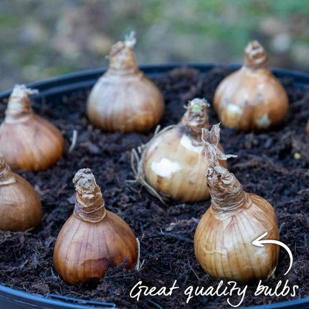 Dwarf Daffodil Bulbs Species Mixed