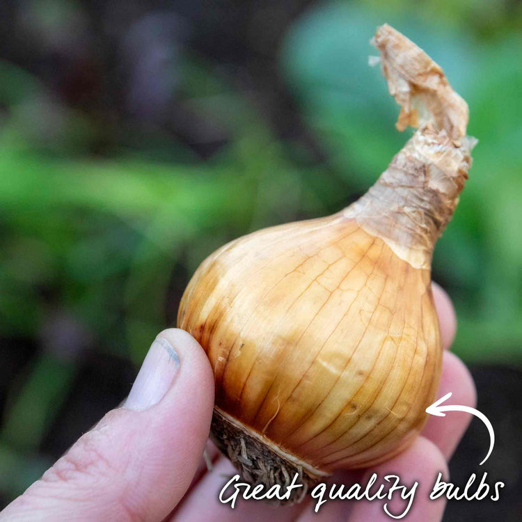 Daffodil Bulbs 'Bridal Crown'