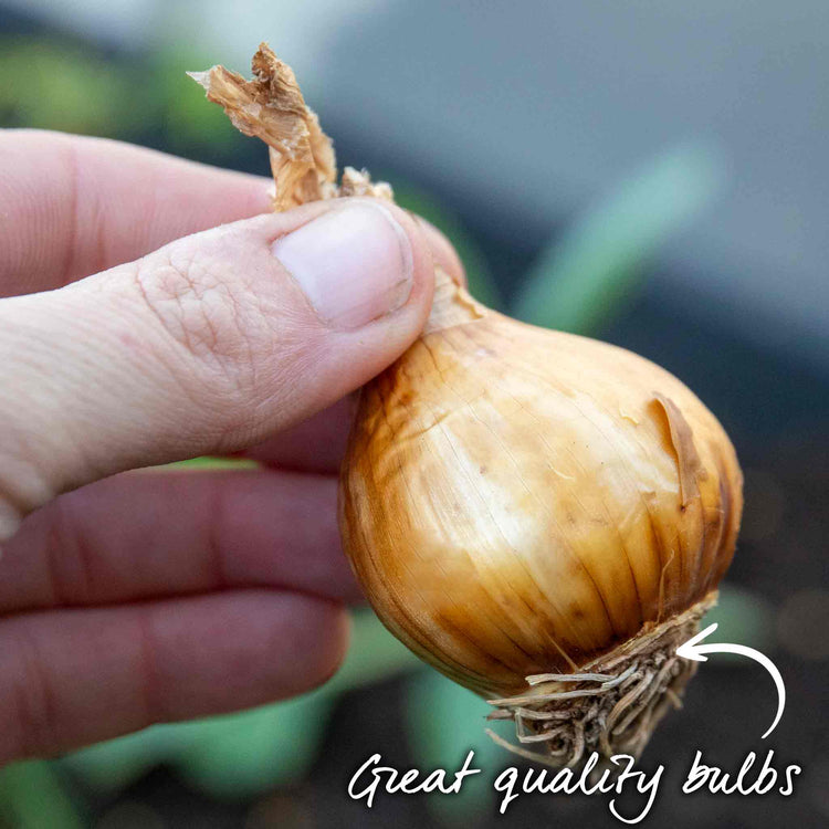 Daffodil Bulbs 'Pueblo'