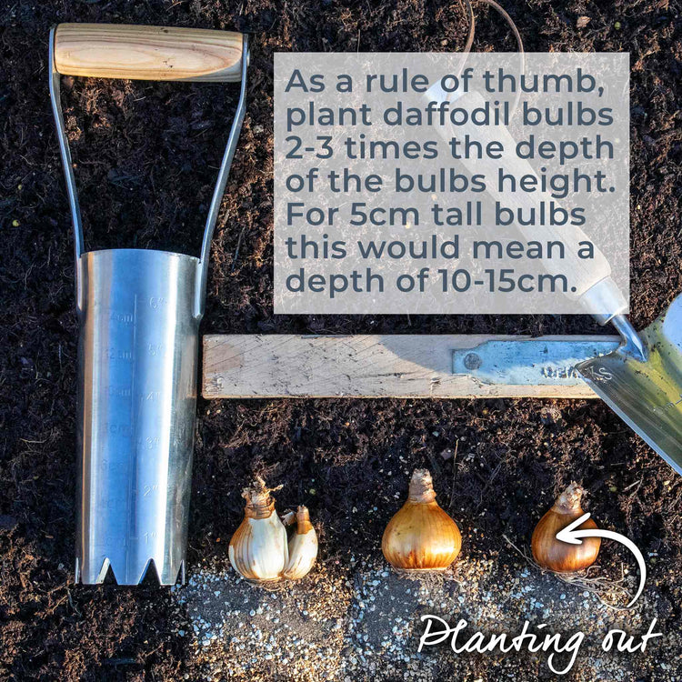 Daffodil Bulbs 'Bridal Crown'