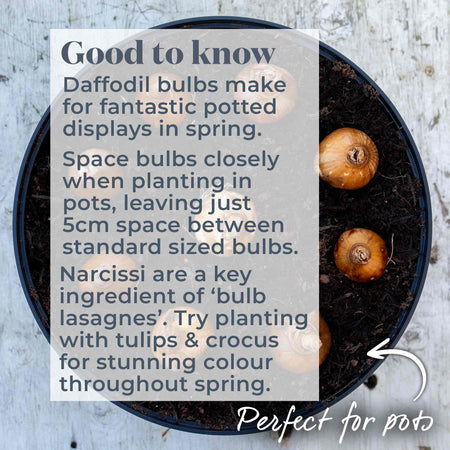 Daffodil Bulbs All Season Collection