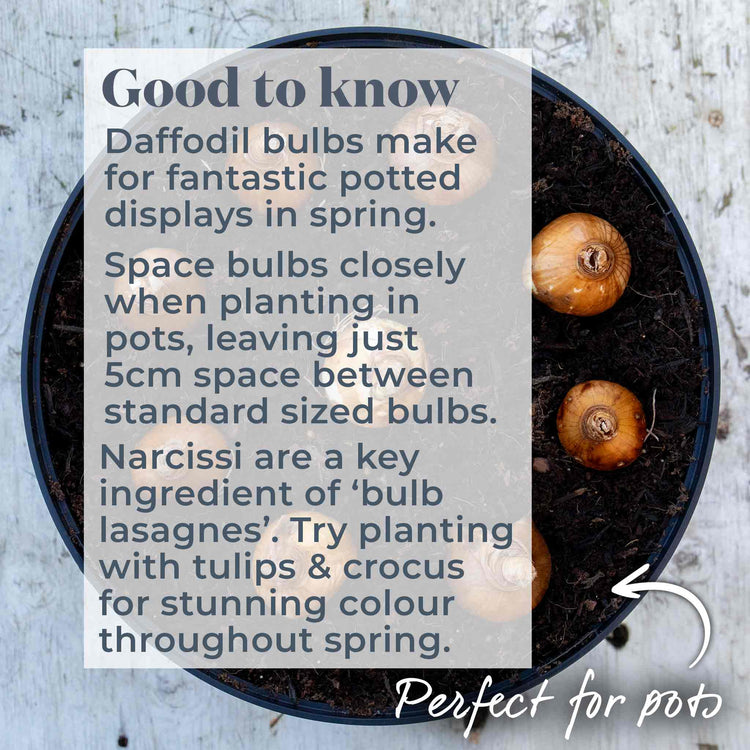 Daffodil Bulbs All Season Collection