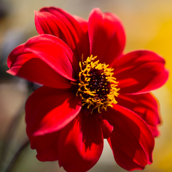 Dahlia Plant 'Bishop of Llandaff'