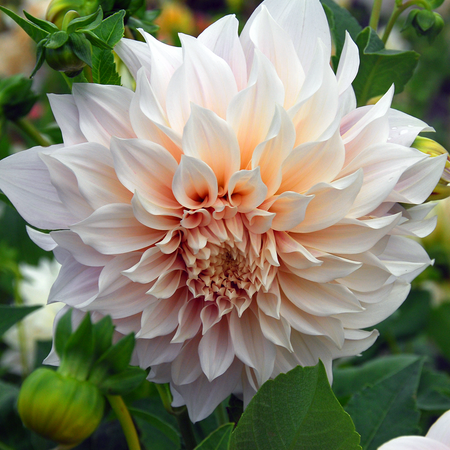 Dahlia Plant 'Café au Lait'