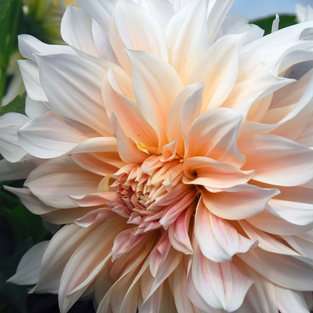 Dahlia Plant 'Café au Lait'