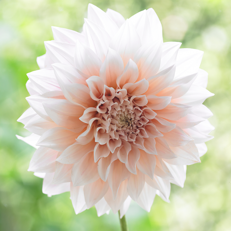 Dahlia Plant 'Café au Lait'